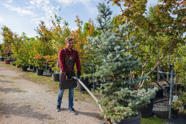 How Our Tree Care Process Works  in Taylors, SC